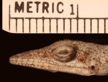Media type: image;   Herpetology R-83666
